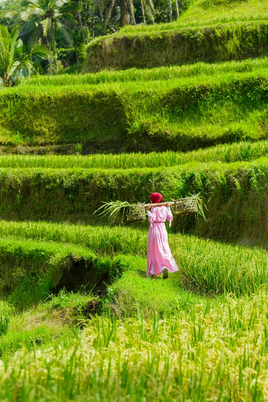 Ceking Rice Terrace Tegalalang