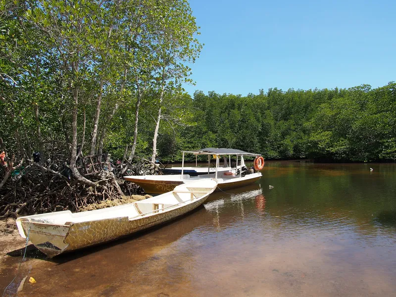 Mangrove Forest Nusa Lembongan